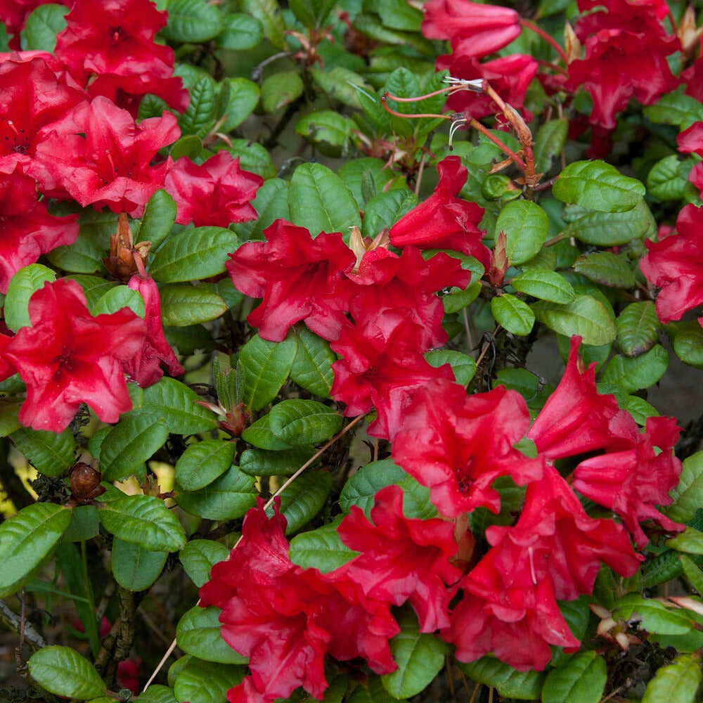 zwerg rhododendron pflanzen Zwerg Alpenrose Scarlet Wonder - Rhododendron Scarlet Wonder
