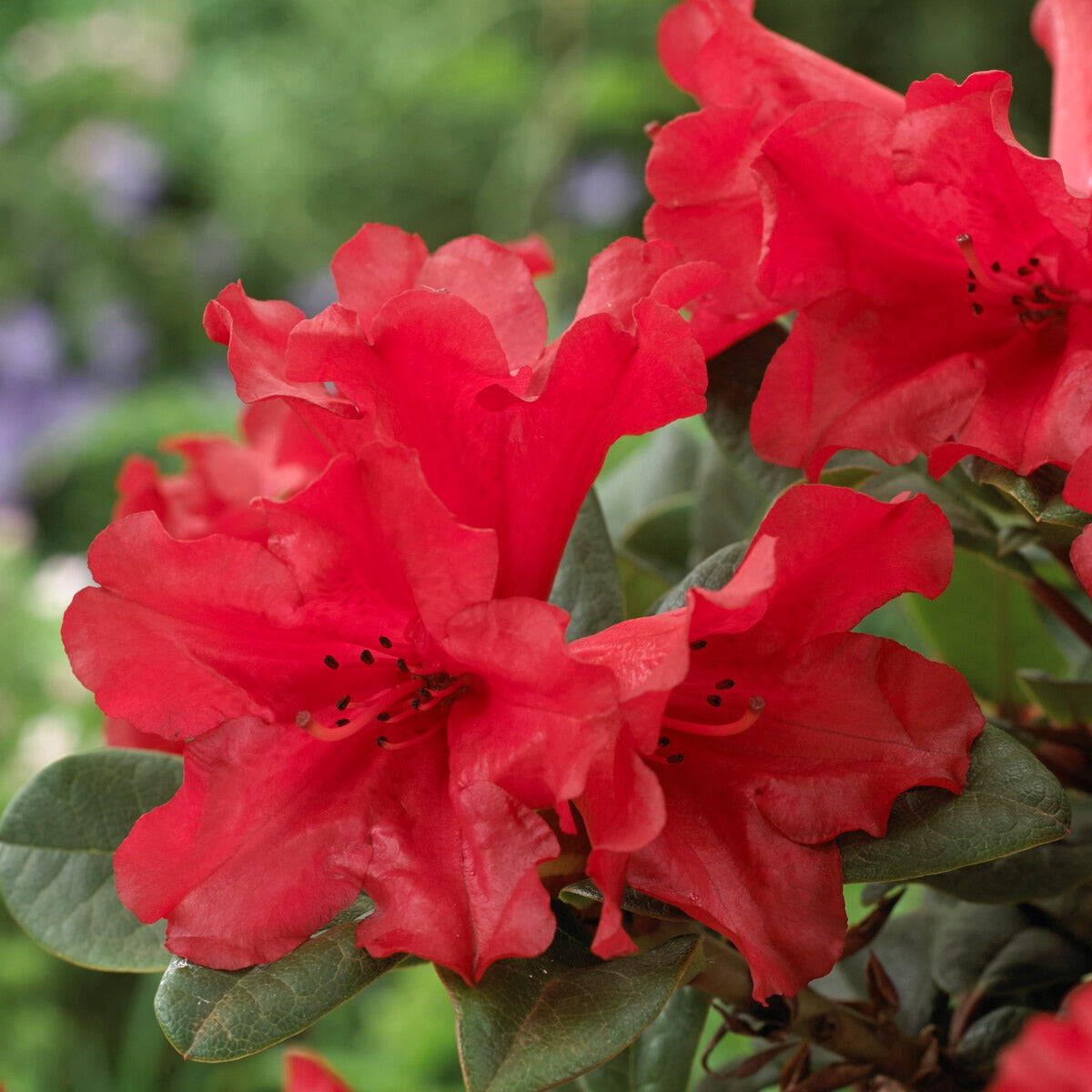 Zwerg Alpenrose Scarlet Wonder - Rhododendron Scarlet Wonder
