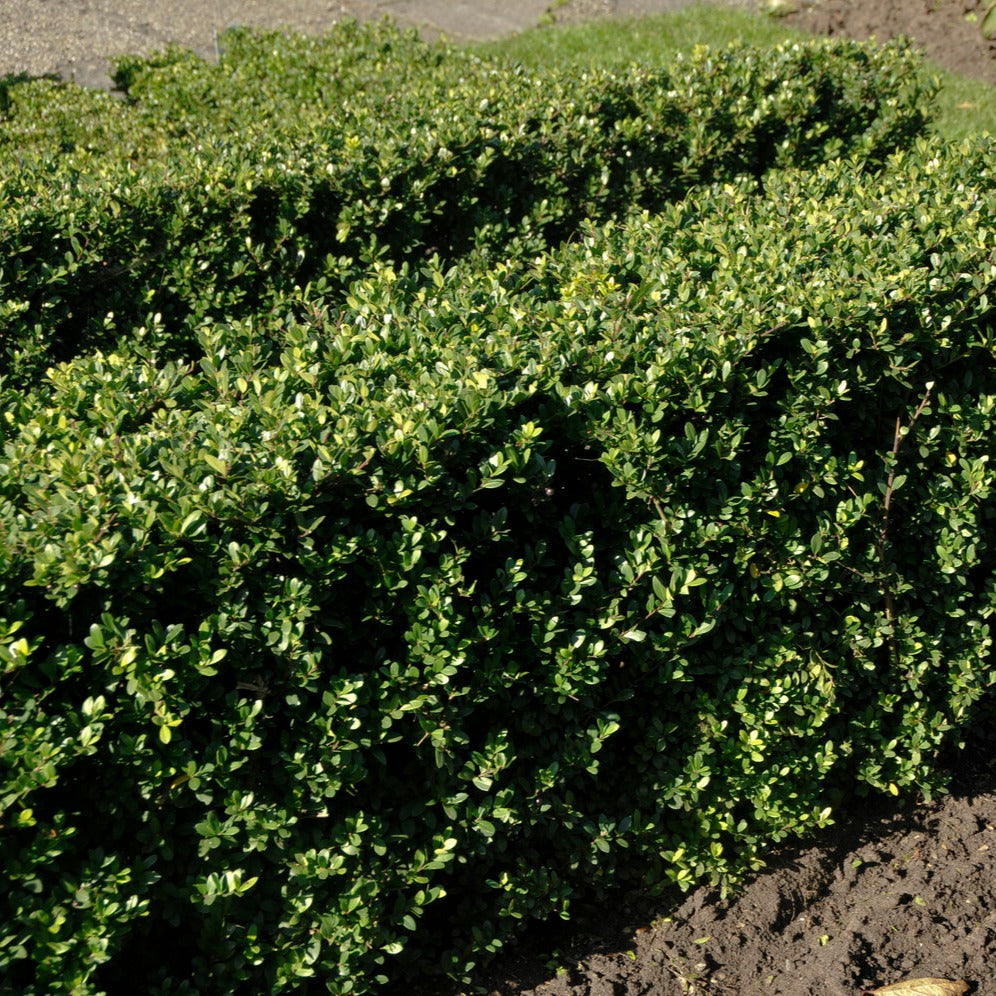 Japanische Stechpalme - Ilex crenata Dark Green - Houx japonais - Bakker
