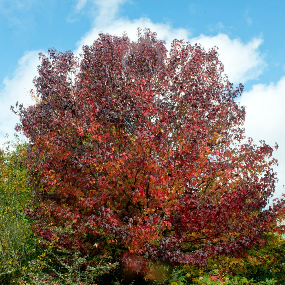 Amberbaum - Liquidambar styraciflua