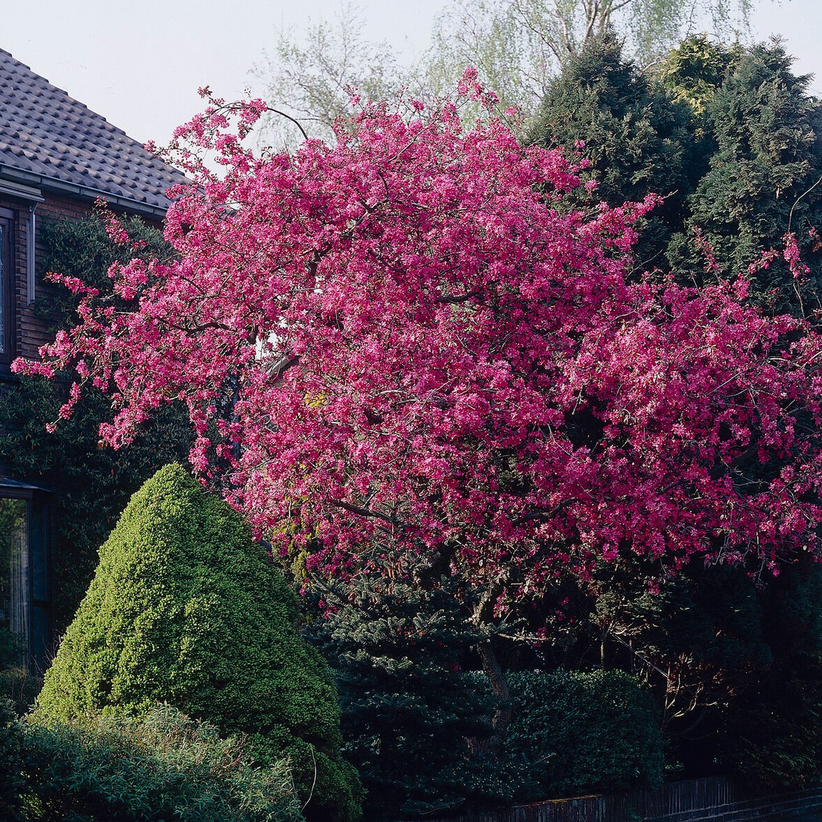 Zierapfel Liset - Bakker