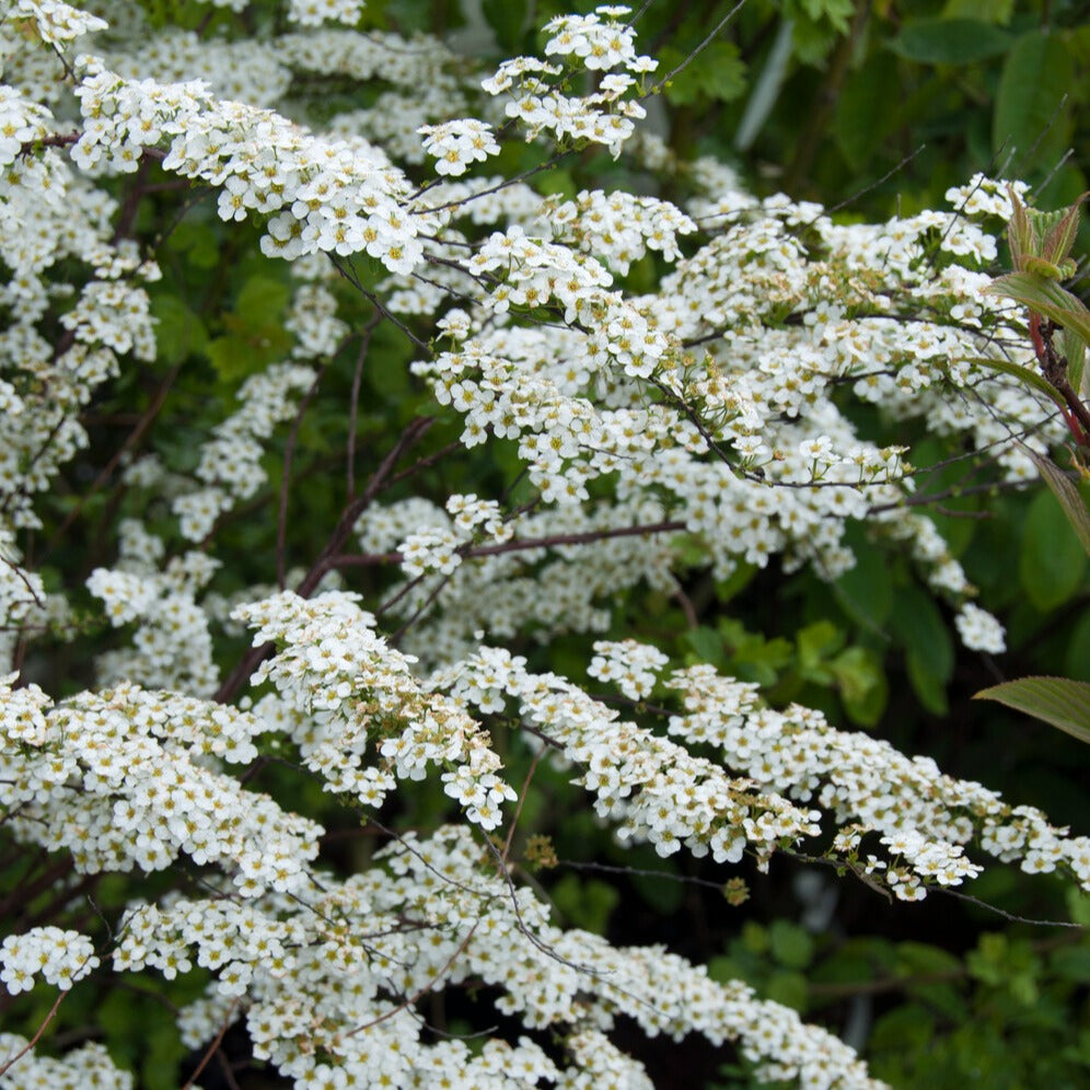 Spierstrauch arguta - Spiraea arguta