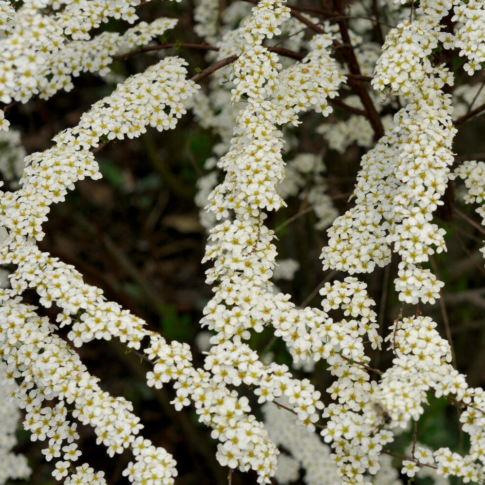 Spierstrauch arguta - Spiraea arguta