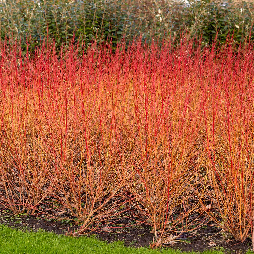 hartriegel düngen Blutroter Hartriegel Midwinter Fire - Cornus sanguinea midwinter fire