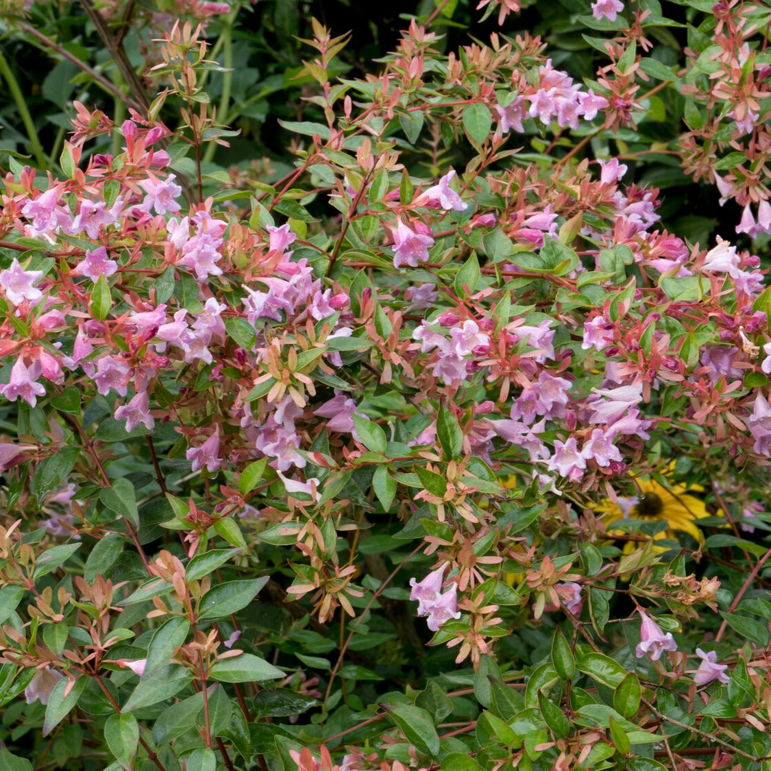 Abelia Edouard Goucher - Bakker