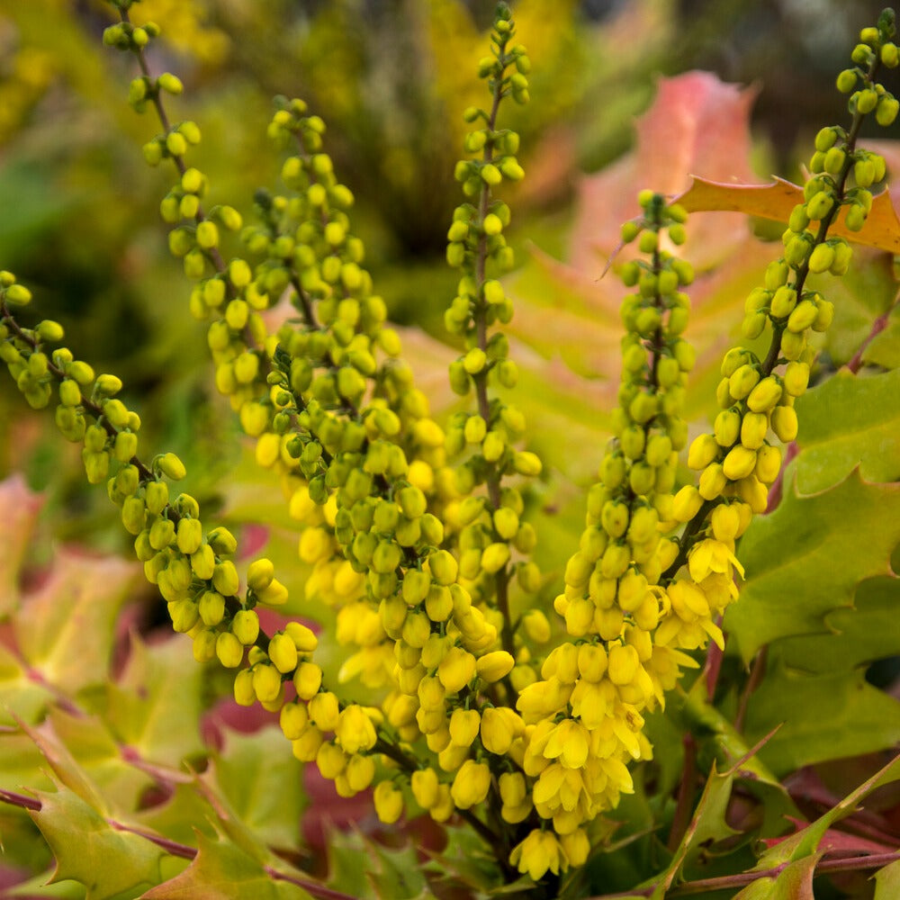 Mahonie Winter Sun - Mahonia media 'winter sun'