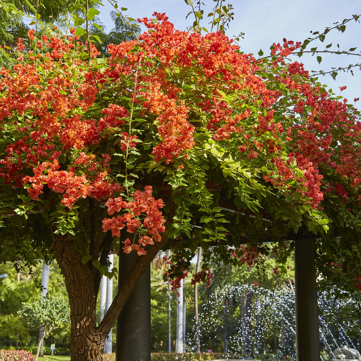 Drillingsblume orange - Bougainvillea orange