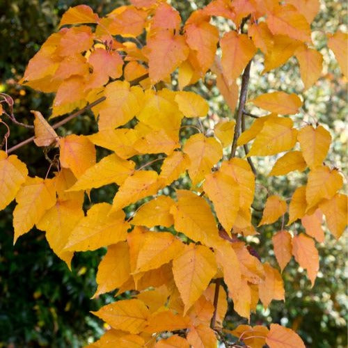 Schlangenhaut-Ahorn - Acer davidii