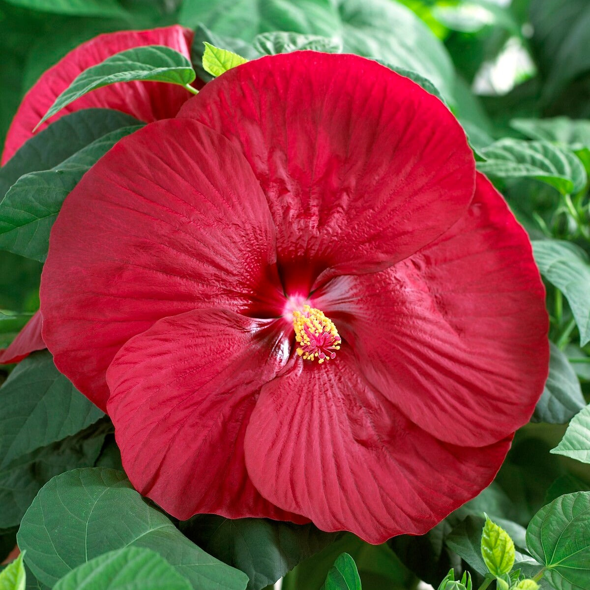 Roseneibisch Luna Red - Hibiscus moscheutos Luna Red - Bakker
