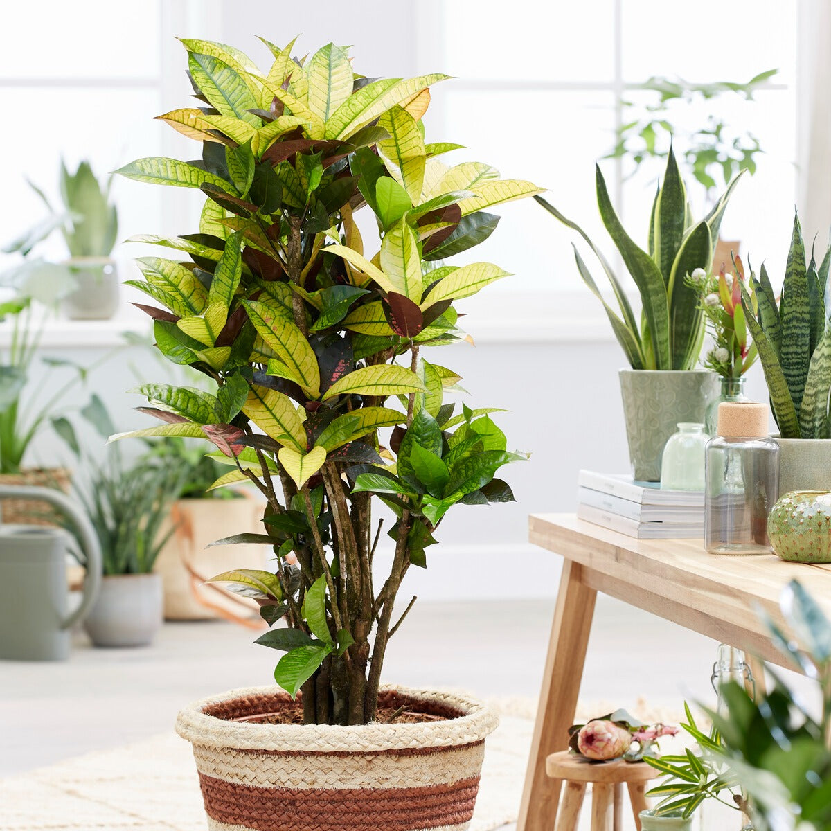 Wunderstrauch 'Mrs. Iceton' - Codiaeum variegatum mrs. iceton