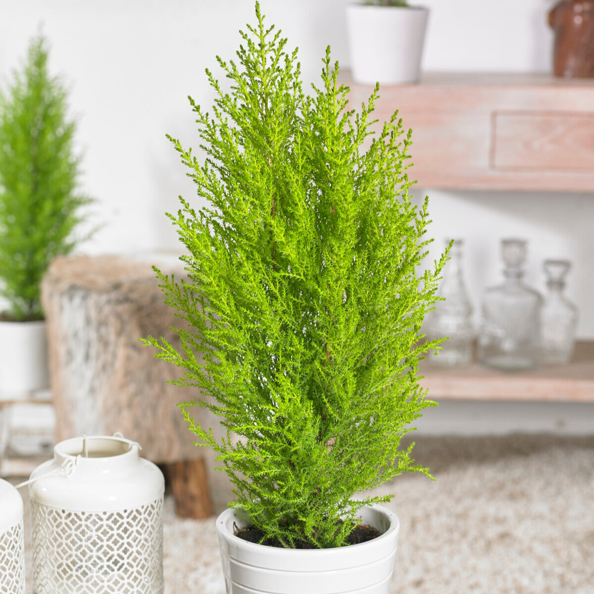Zimmerzypresse 'Goldcrest Wilma' - Cupressus macrocarpa Goldcrest Wilma