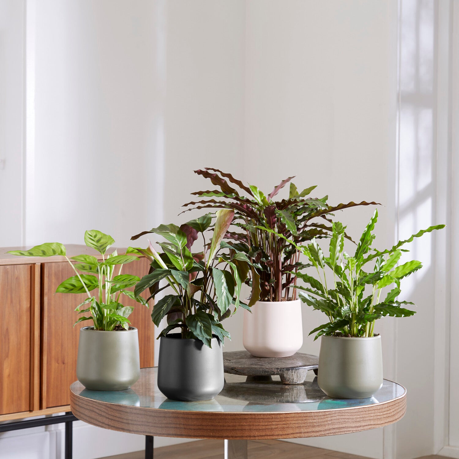 Calathea Mischung (x4) - Calathea 'eldergrass', 'blue grass', 'leopardina',  'mauiqueen'