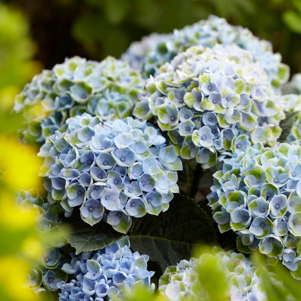 Bauernhortensie 'Revolution Blue' - Hydrangea macrophylla Revolution Blue