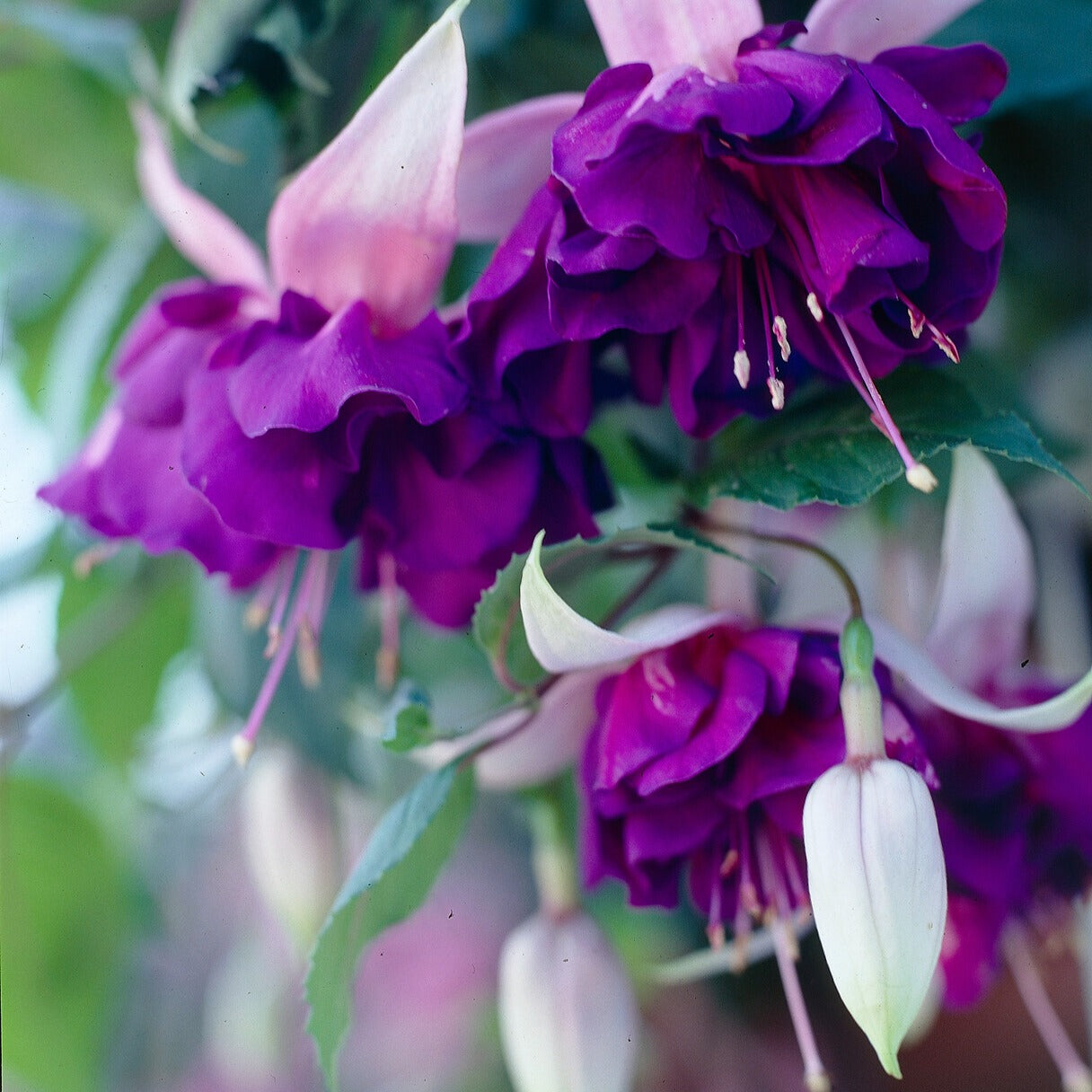 Fuchsia 'Royal Mosaic' (x3) - Fuchsia Royal Mosaic