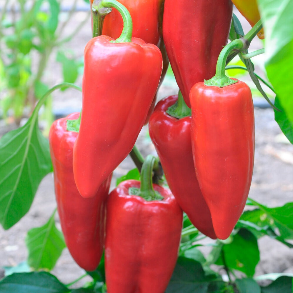 Saatgut Paprika 'Piquillo' - Capsicum annuum 'piquillo'
