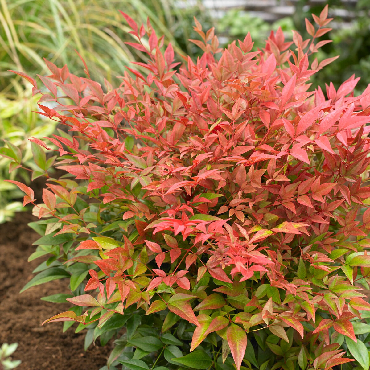 Himmelsbambus 'Obsessed'® - Nandina domestica obsessed'®