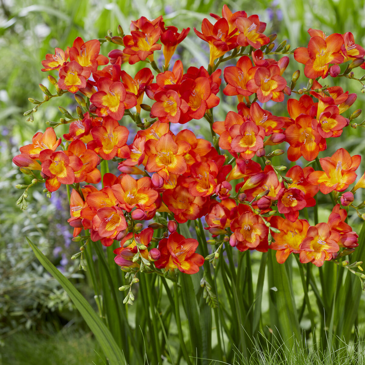 Freesie (einfach) - Rot - Freesia 'red' - Bakker