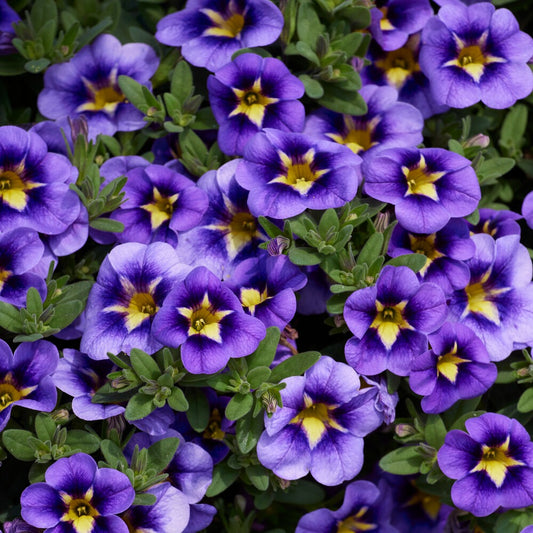 Zauberglöckchen Bumble Bee (x3) - Bakker