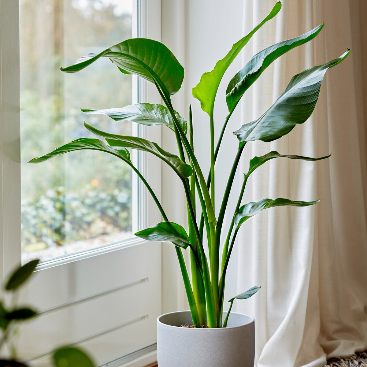 Paradiesvogelblume Strelitzia nicolai - Strelitzia nicolai