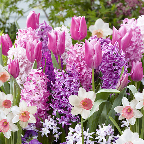 Blumenzwiebeln Blumenzwiebel-Mischung 'Bordure Rose' (x35) - Chionodoxa,  Narcissus, Hyacinthus, Tulipa