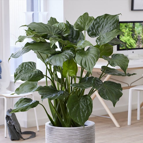 Zwerg-Elefantenohr - Alocasia cucullata - Bakker
