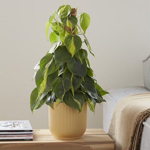 Herzblatt-Philodendron 'Brasil' - Philodendron scandens Brasil