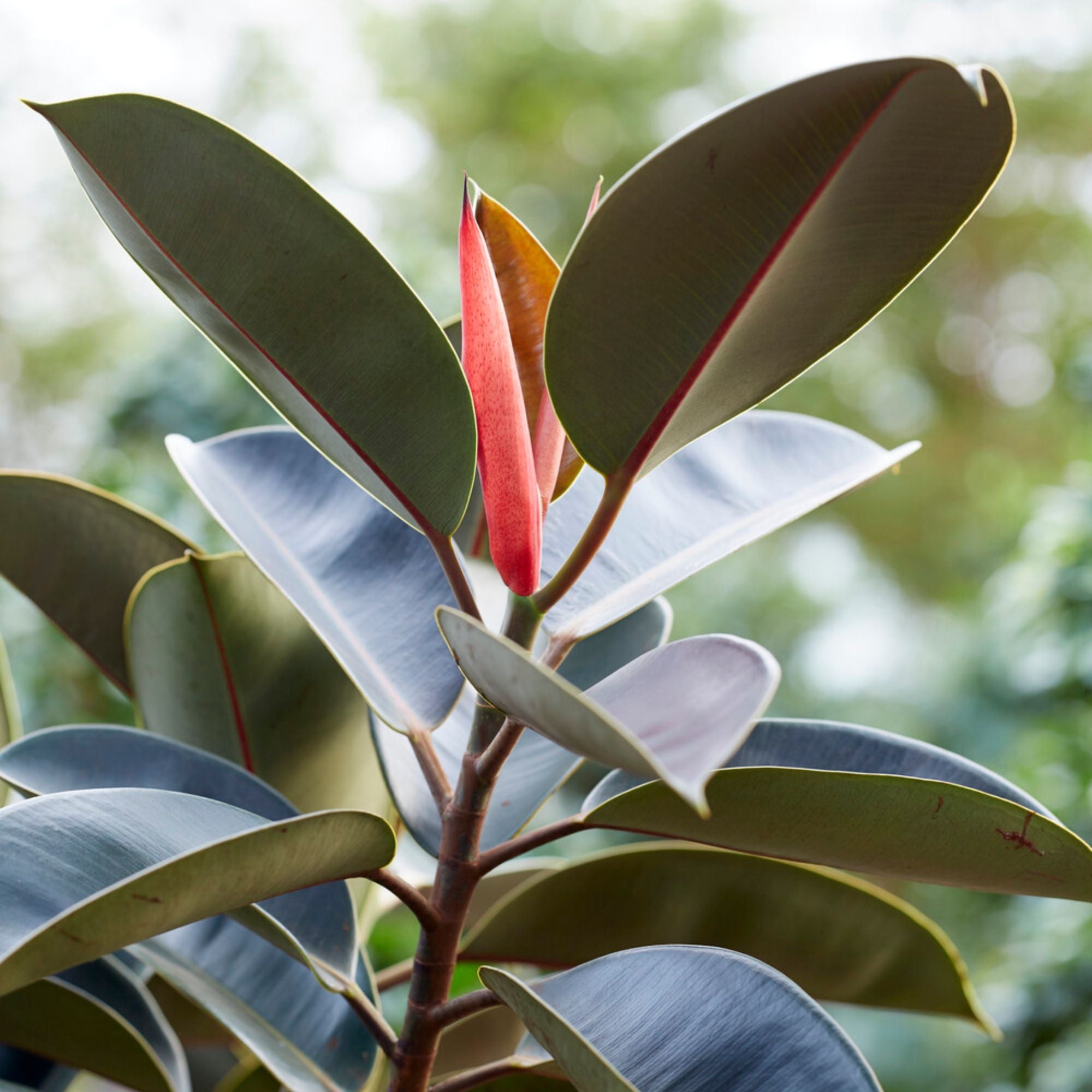 Gummibaum Robusta - Ficus elastica Robusta