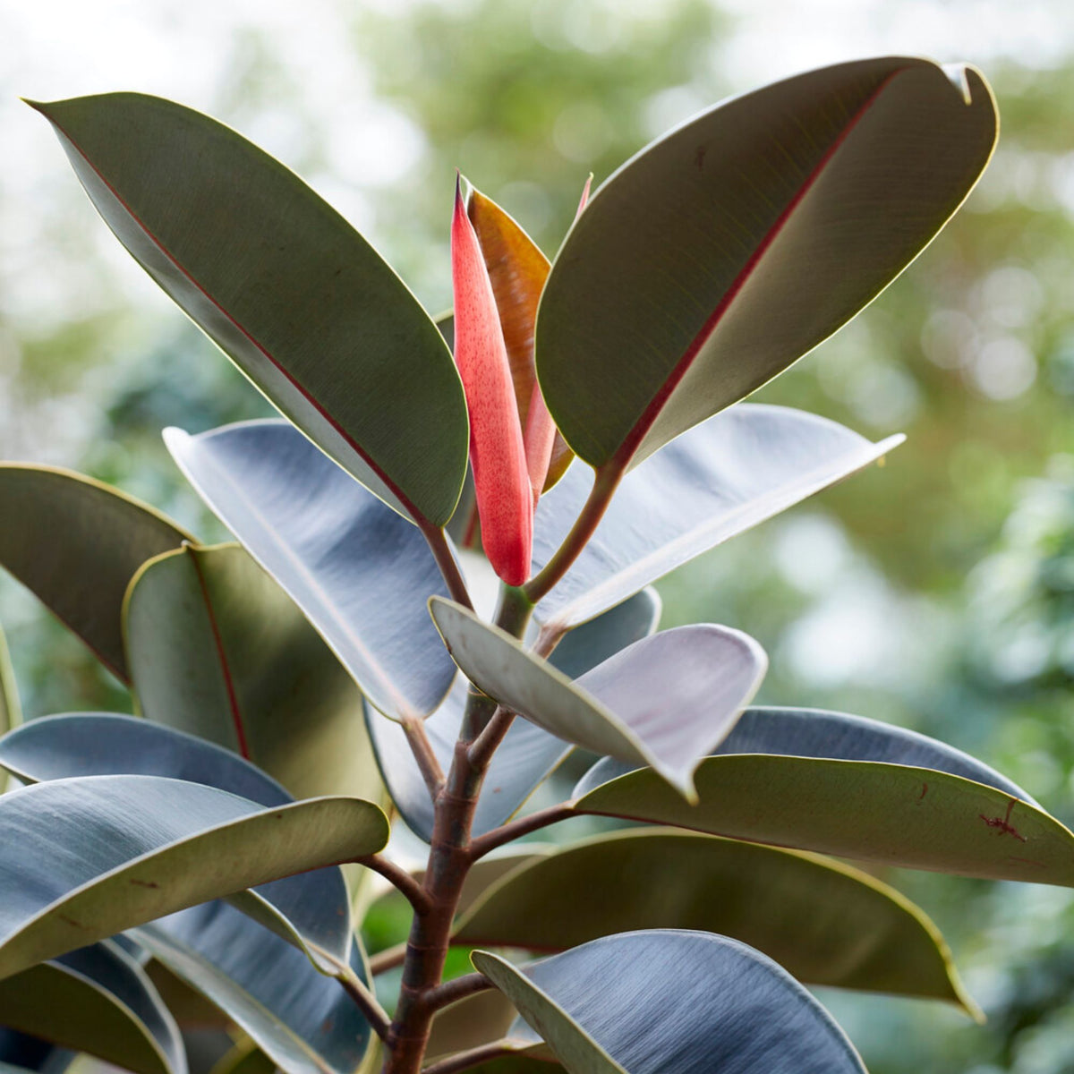 Gummibaum Robusta - Ficus elastica Robusta - Bakker