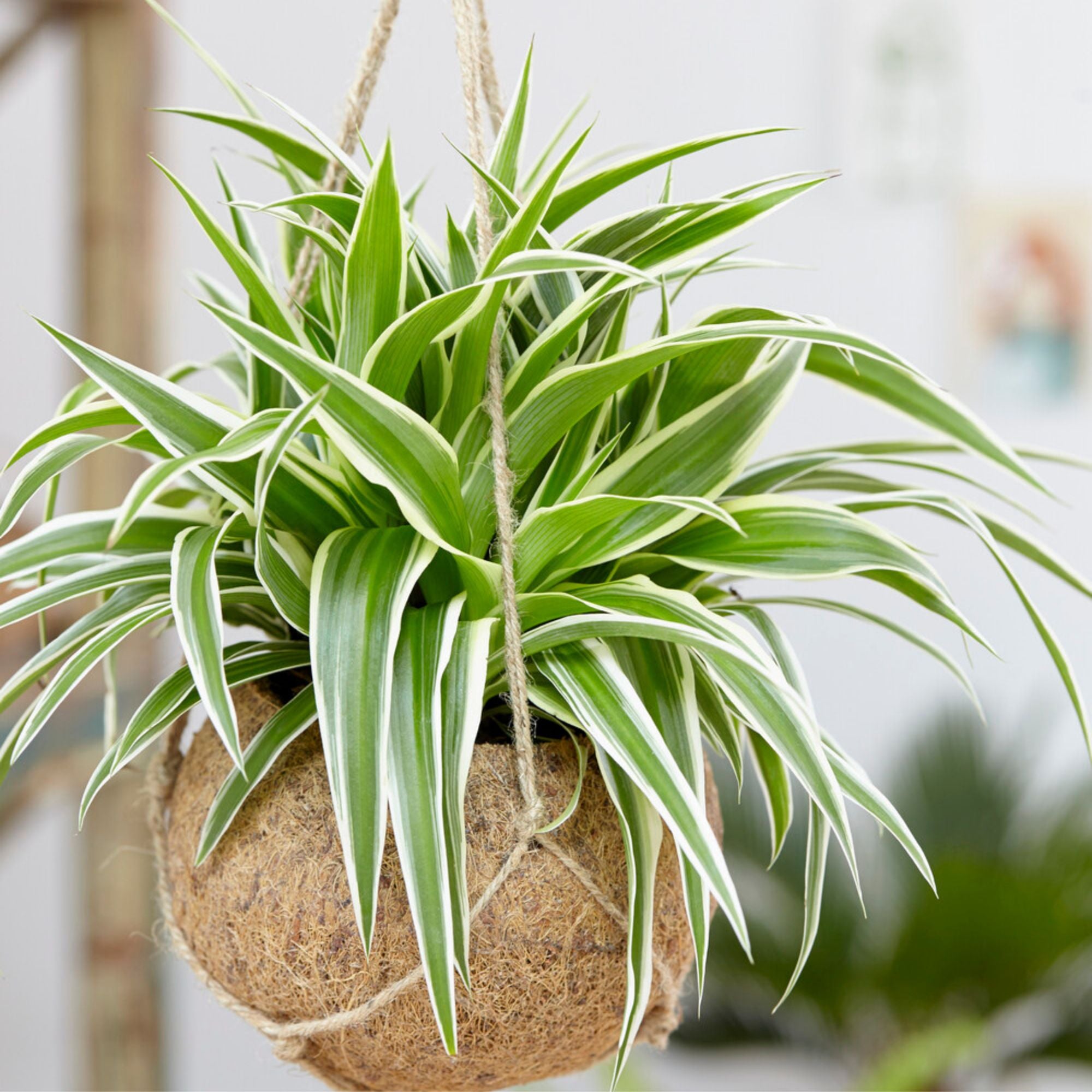 Grünlilie 'Ocean' - Chlorophytum comosum Ocean
