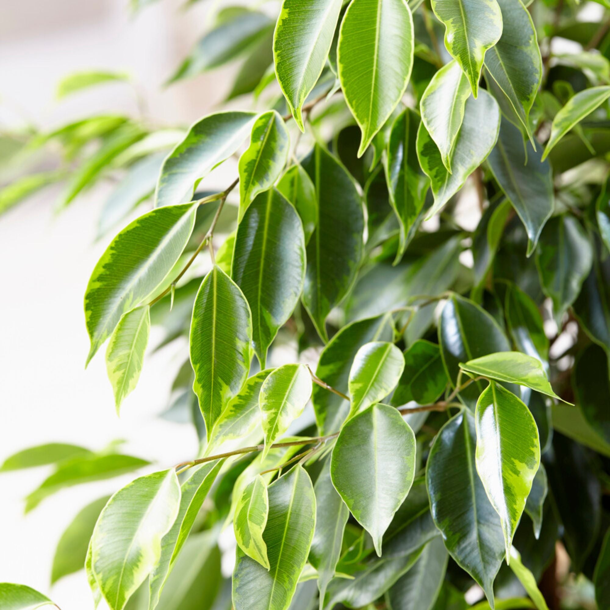Birkenfeige 'Anastasia' - Ficus benjamina Anastasia