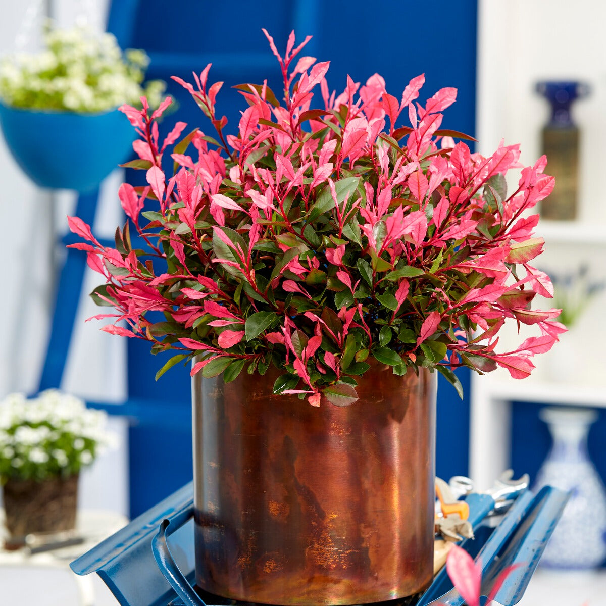 darmera plant Umbrella Plant main image 1