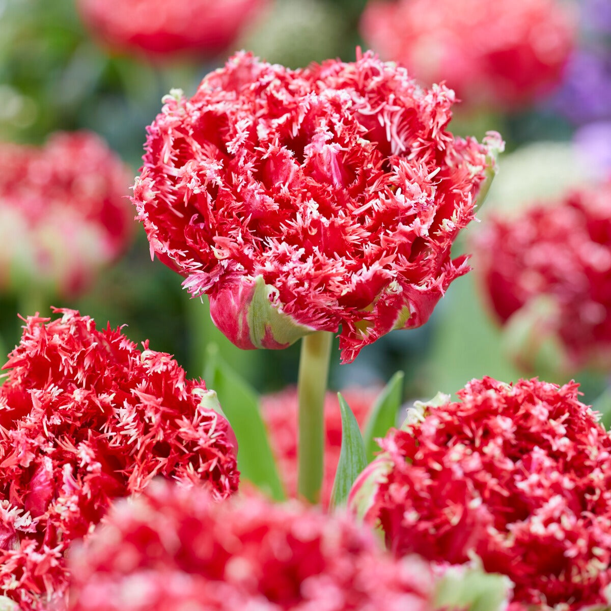 5 Gefranste doppelte Tulpen Qatar - Tulipa Crispa Qatar - Bakker