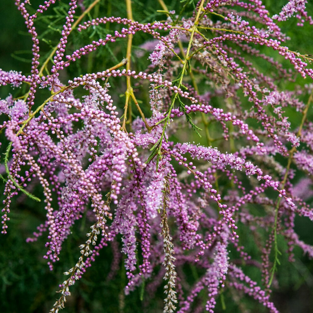 tamariske düngen Sommer-Tamariske 'Pink Cascade' - Tamarix Pink Cascade