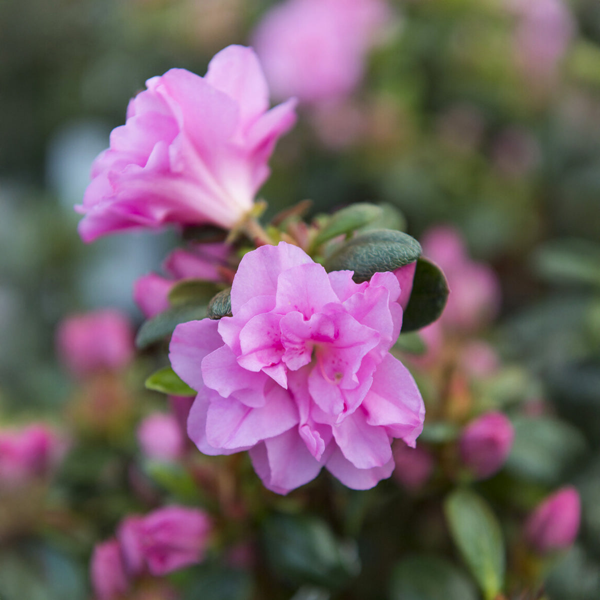 Japanische Azalee Lilac Surprise - Azalea japonica Lilac Surprise - Bakker