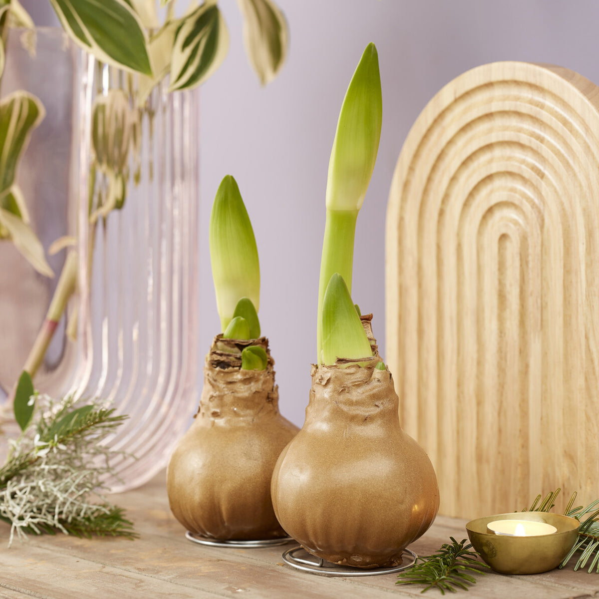 Wachs Amaryllis Gloss Gold - Bakker