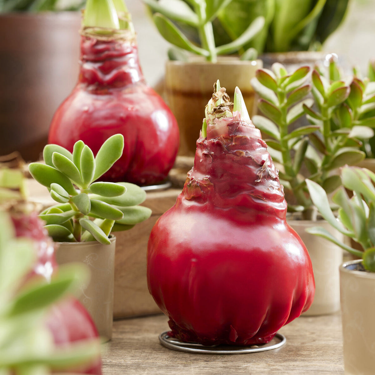 Wachs Amaryllis Gloss X Mas Red - Amaryllis Gloss X Mas Red - Bakker