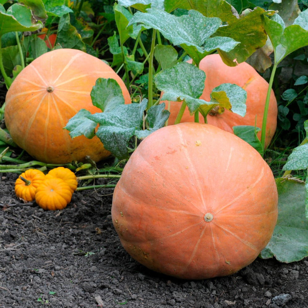 Saatgut Kürbis Atlantic Giant - Cucurbita maxima atlantic giant