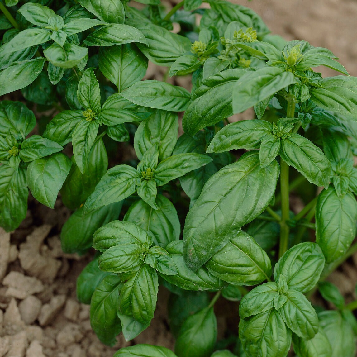 Kräutersamen - Kräutersammlung #2 - Collection de 6 aromatiques