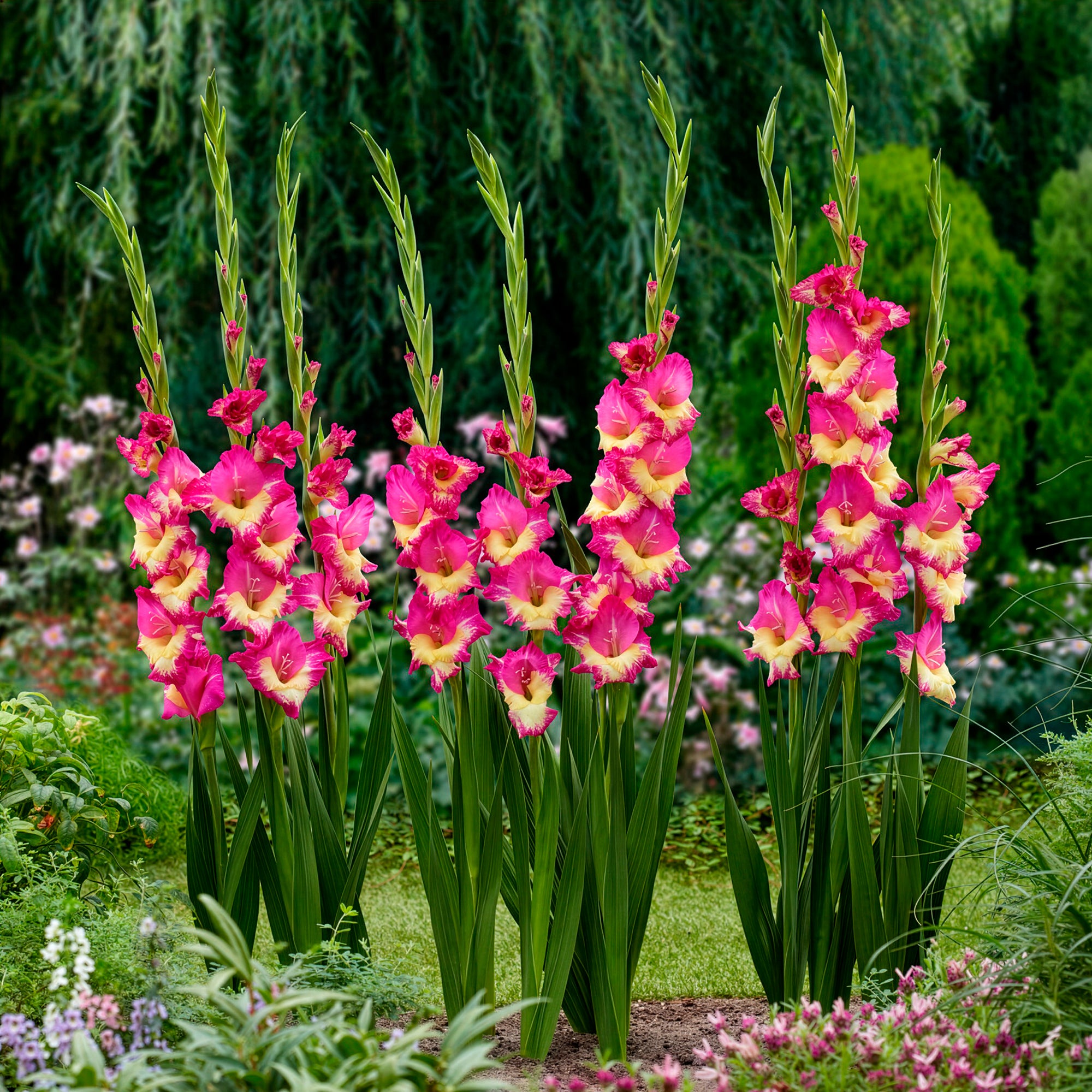 Blumenzwiebeln Gladiole 'Extravert' (x25) - Gladiolus extravert