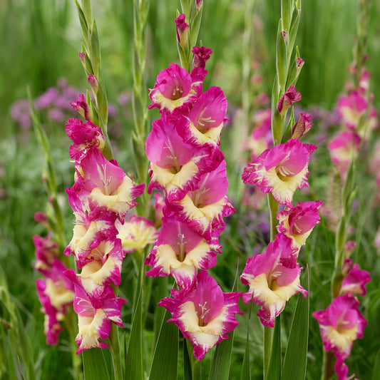 Gladiole ‘Extravert’ (x25) - Bakker