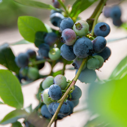 Heidelbeere Giant Patriot - Bakker