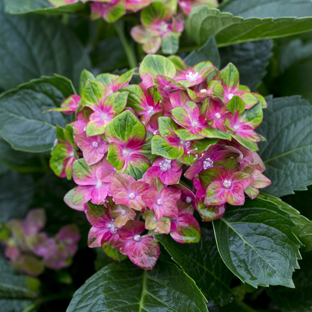 Bauernhortensie Saxon ® - Bakker