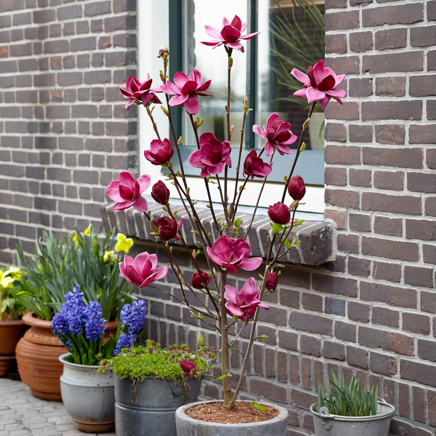 Magnolie Genie