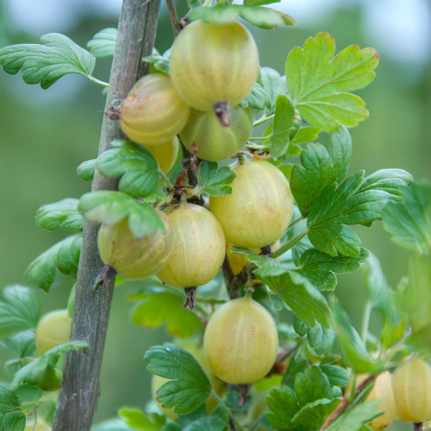 stachelbeere bonsai Weisse Stachelbeere auf Stamm - Ribes uva-crispa Hinnonmäki Grün