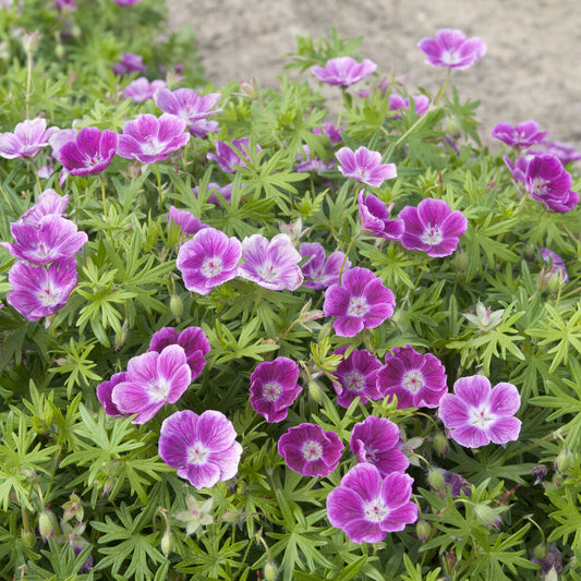 Blut Storchschnabel Elke - Bakker