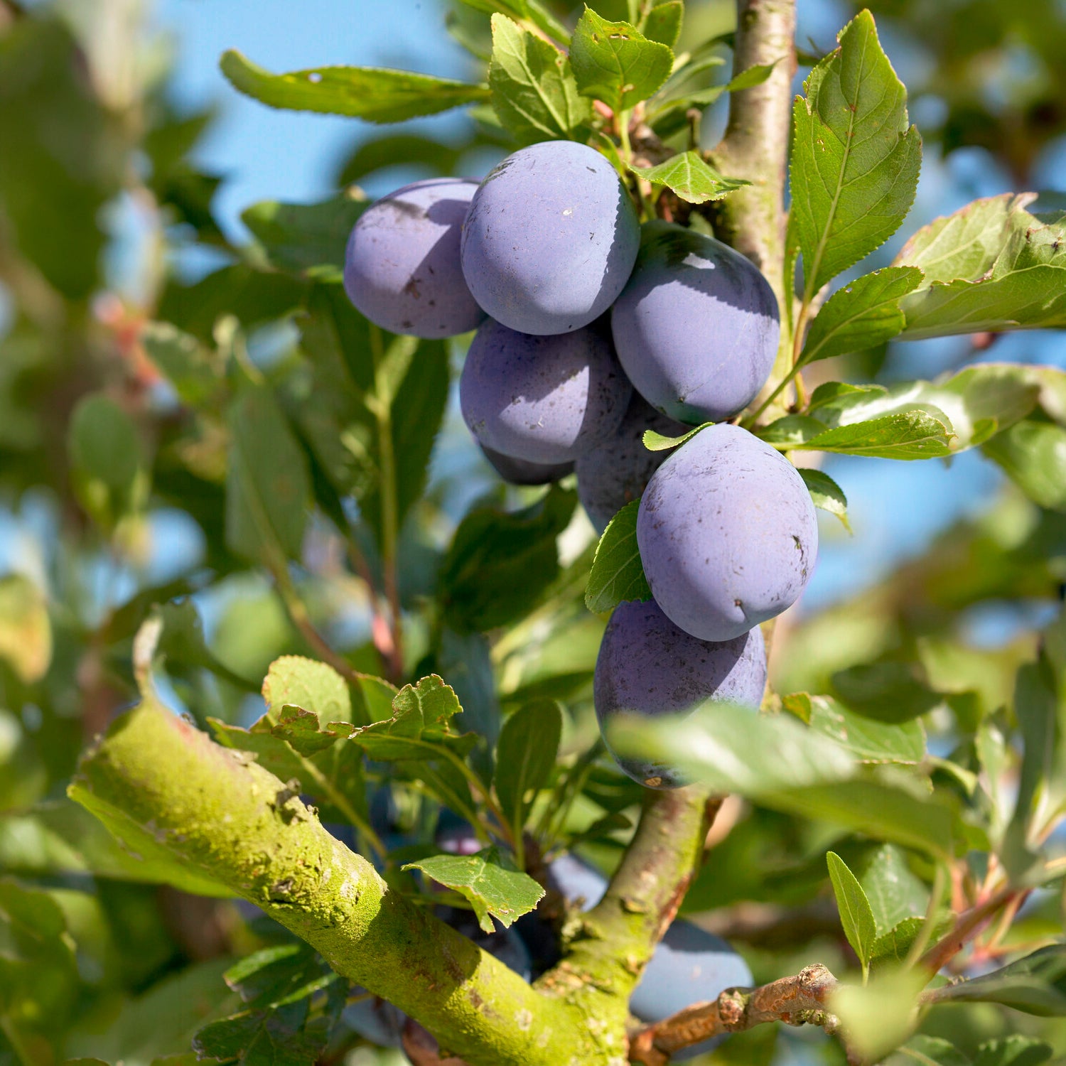 dünger für pflaumenbaum Pflaumenbaum Präsident - Prunus domestica president