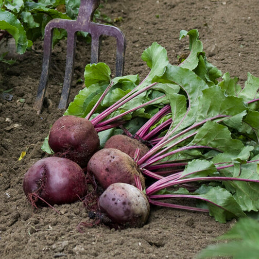 Rote Bete Detroit 5 Rasse Loki - Bakker