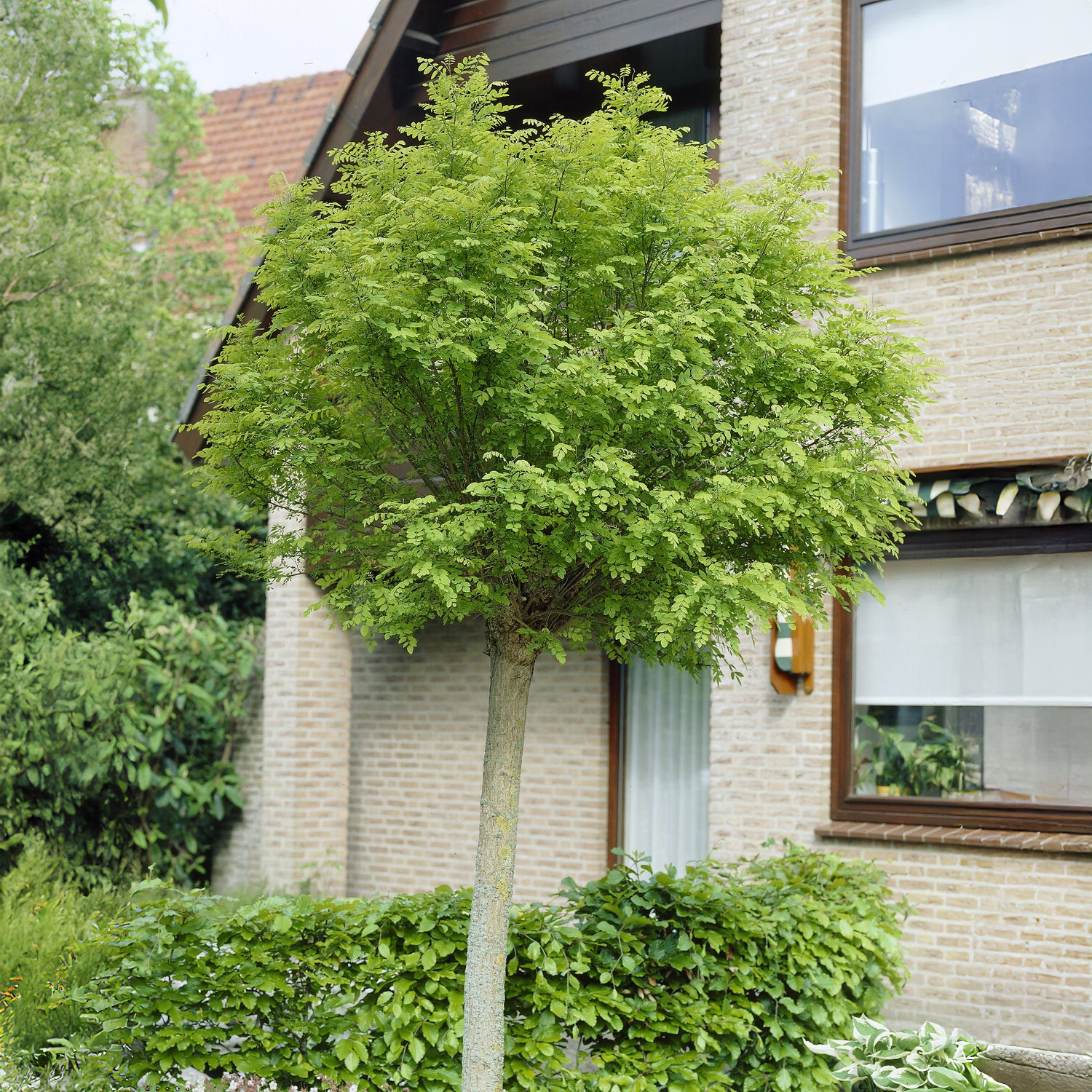 Kugelakazie auf Stamm - Robinia pseudoacacia umbraculifera