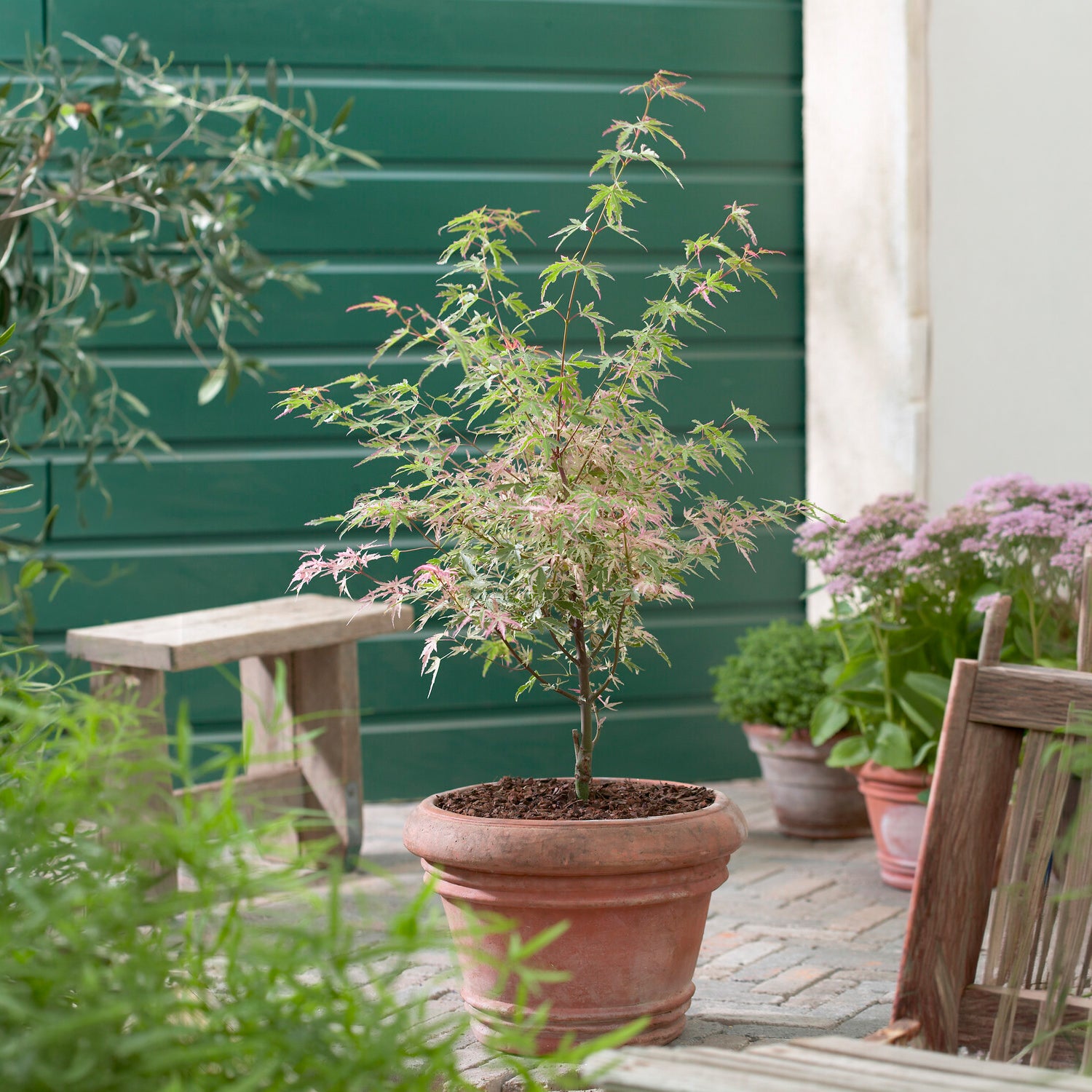 Ahorn Taylor - Acer palmatum taylor