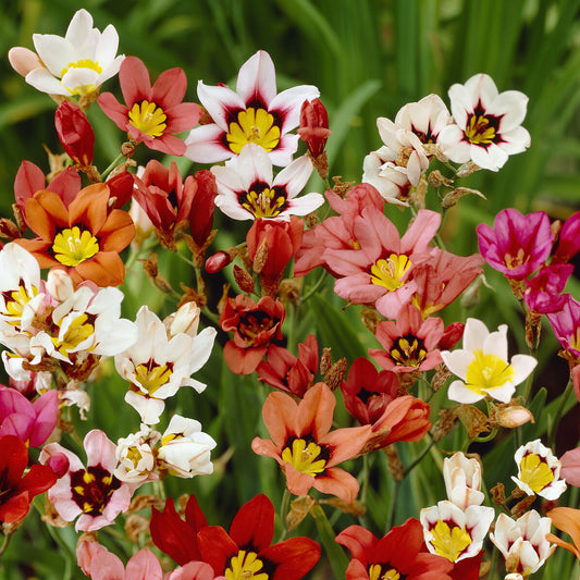 Zigeunerblume Tricolor (x25) - Bakker